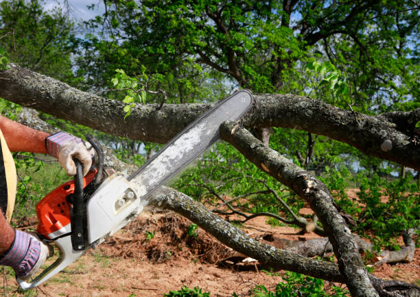 Best Tree Disease Treatment  in Halifax, VA